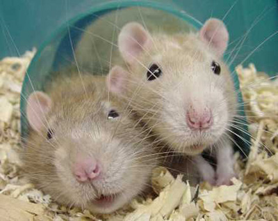 these little guys will keep you from thinking that the pervert lives two blocks from the local high school. fuck.
